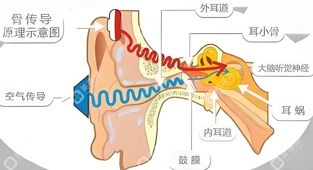 耳构造