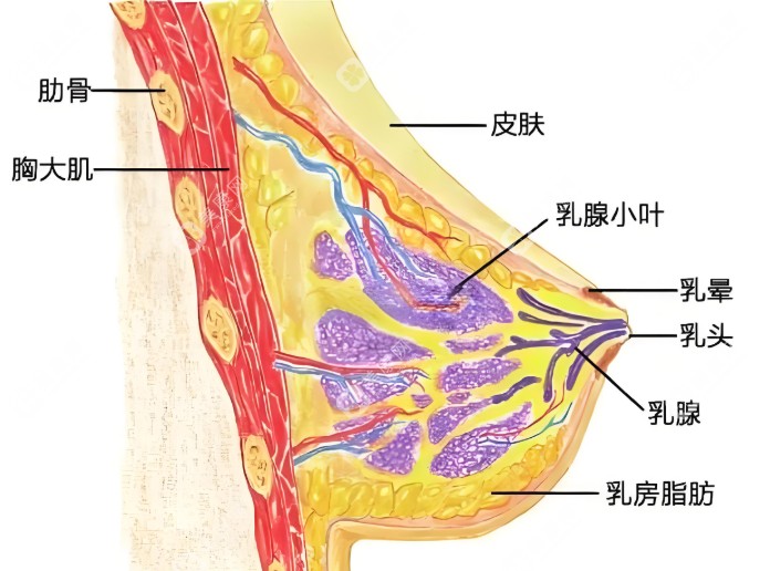 2025国内自体脂肪隆胸前十医生排名年度甄选,近6个月丰胸价位在46900元