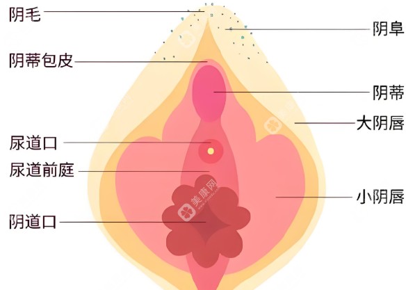 丽芙莎填塞敷料多少钱一盒?百元价位价格不贵,是正规药蛮好用的,有私密紧缩的功效