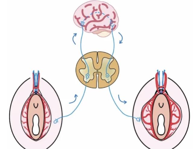 國內(nèi)女性私密整形手術(shù)醫(yī)院排名前十，我對比了北上廣深這5家價(jià)格差不多